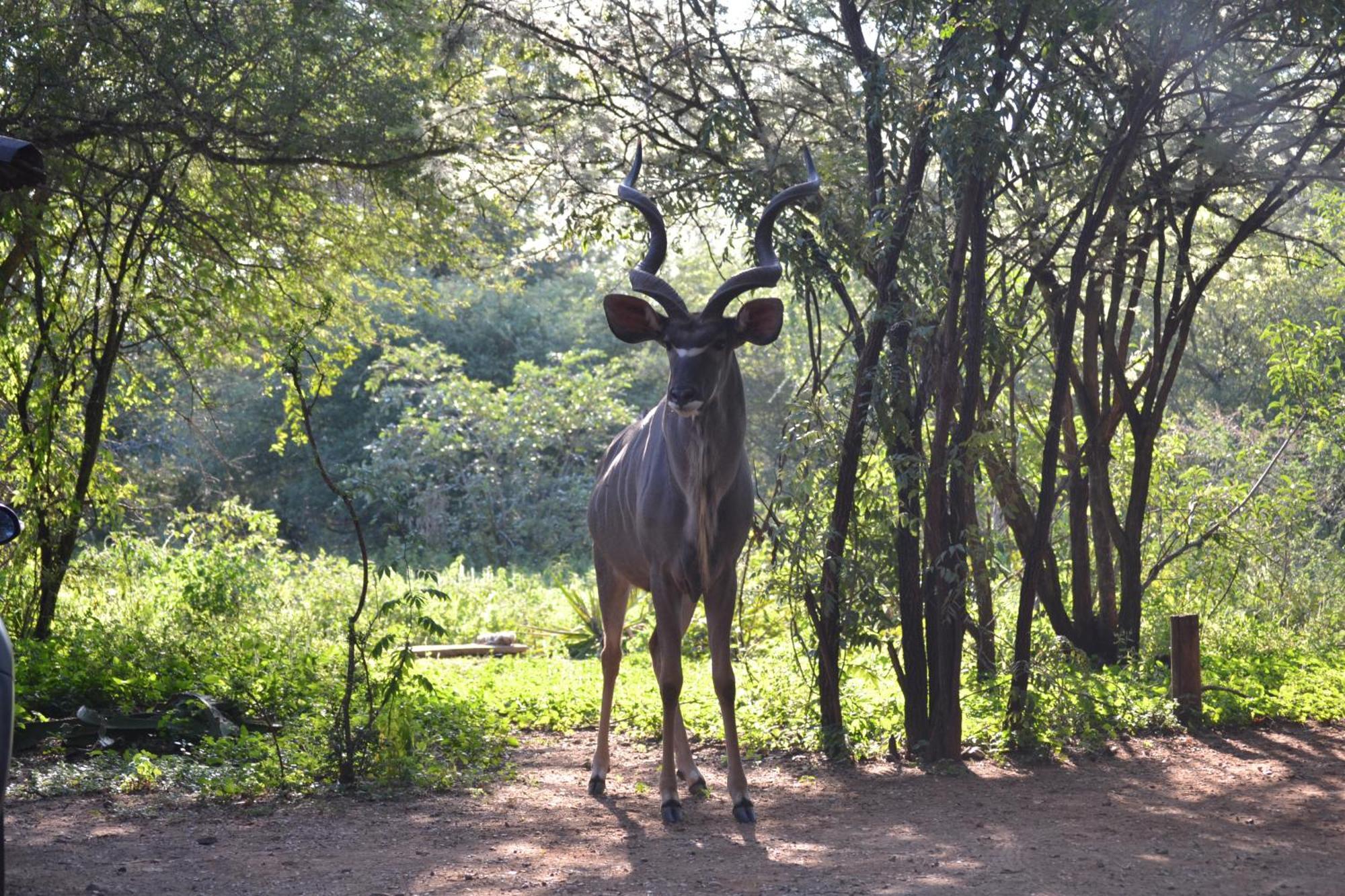 Kiburi Cottage @ Kruger Marloth Park Exterior photo